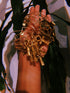 Cultured Charm Bracelets: Queen Nefertiti & Ankh Charm